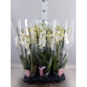 Phalaenopsis  'Ant Inverness'