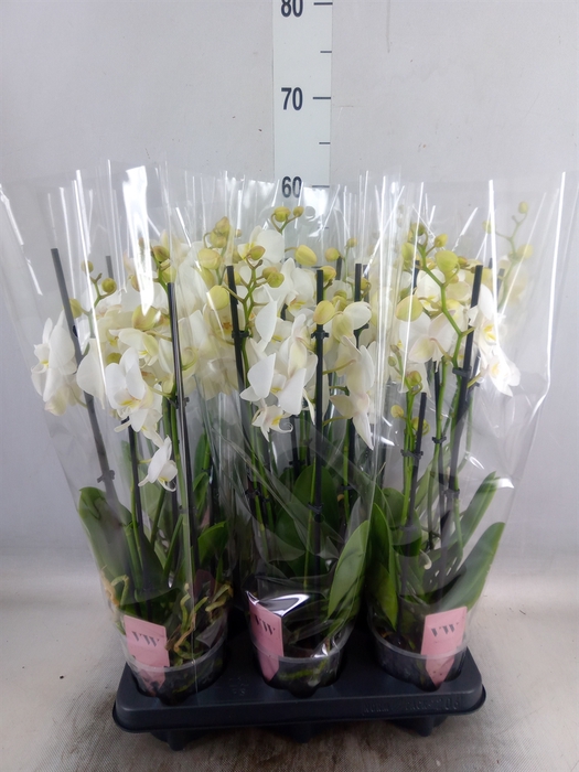 <h4>Phalaenopsis  'Ant Inverness'</h4>