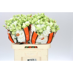 Eust Du Celebrich White Ex