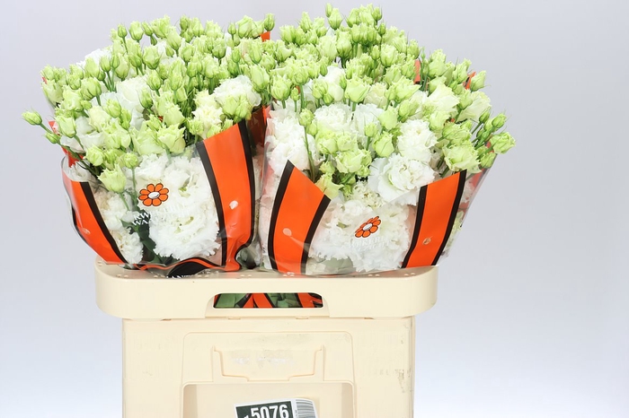 <h4>Eust Du Celebrich White Ex</h4>