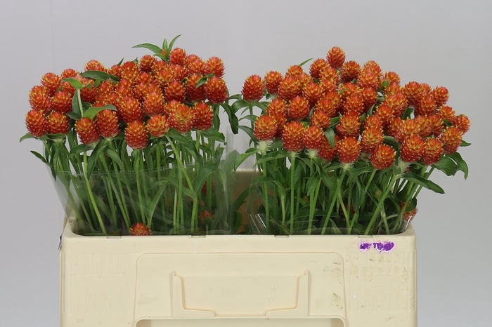 <h4>Gomphrena Gl Haageana Orange</h4>