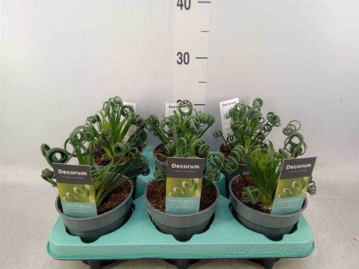 <h4>Albuca spiralis 'Frizzle Sizzle'</h4>