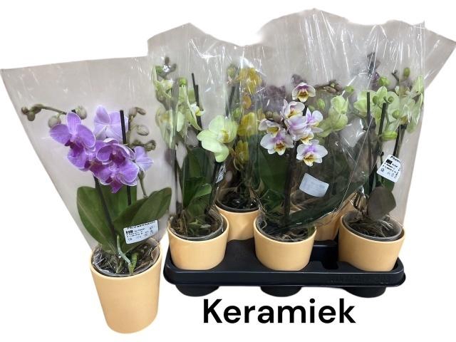 <h4>ARR PHAL MT</h4>