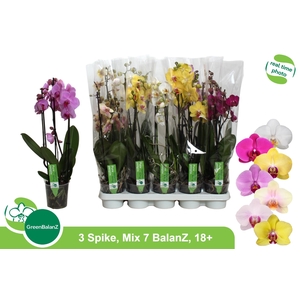 PHAL GEM 7 KL