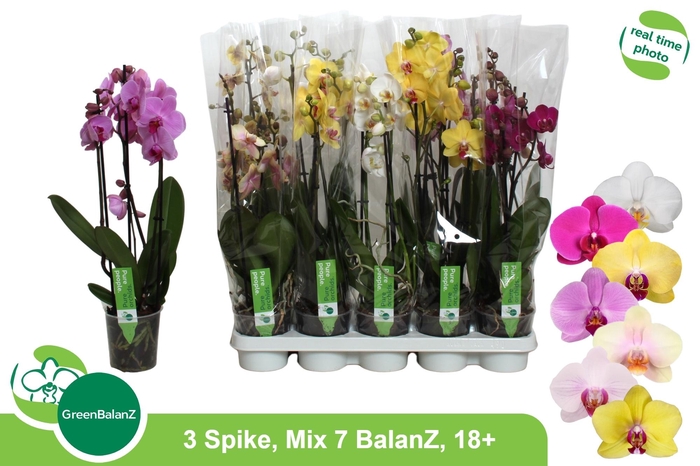 <h4>PHAL GEM 7 KL</h4>