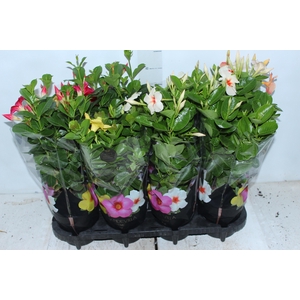 MANDEVILLA P14 PREMIUM
