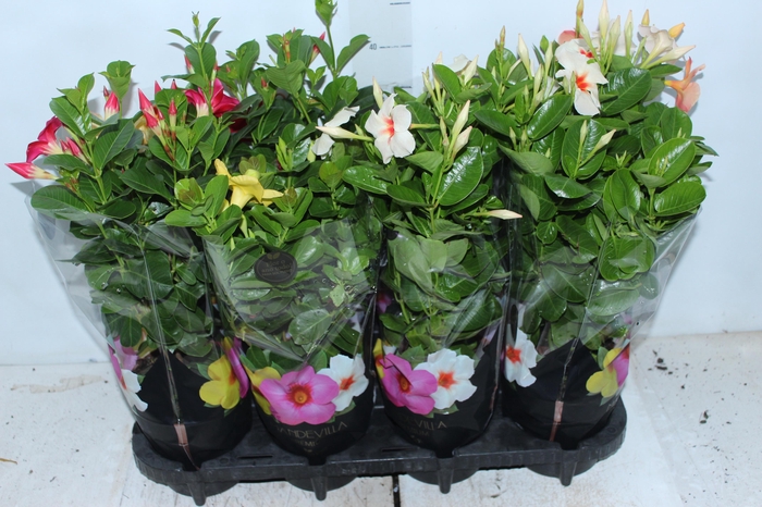<h4>MANDEVILLA P14 PREMIUM</h4>
