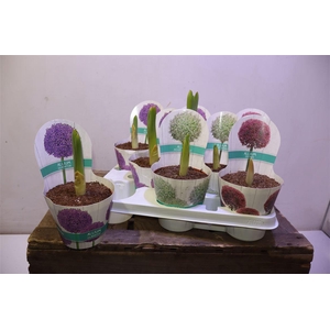 Allium 3kl Mixtray