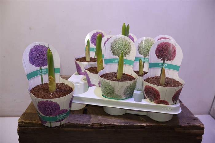 <h4>Allium 3kl Mixtray</h4>