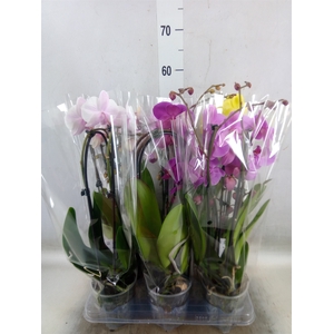 Phalaenopsis  'Elegant Cascade'