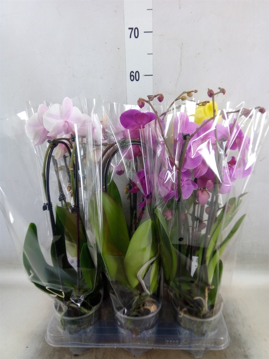 <h4>Phalaenopsis  'Elegant Cascade'</h4>