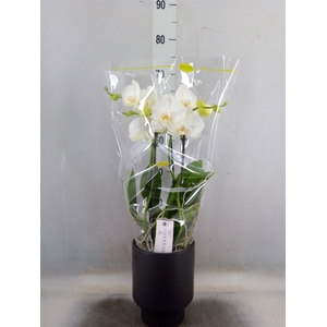 Phalaenopsis   ...white
