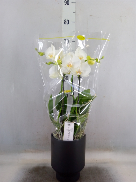 <h4>Phalaenopsis   ...white</h4>