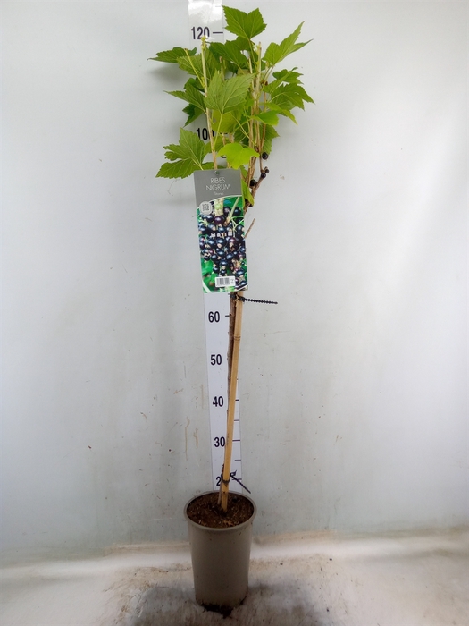 <h4>Ribes nigrum</h4>