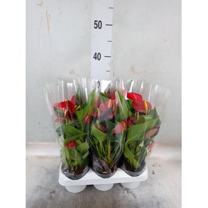 Anthurium  'Diamond Red'