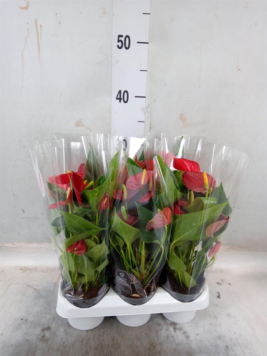 <h4>Anthurium 'Diamond Red'</h4>