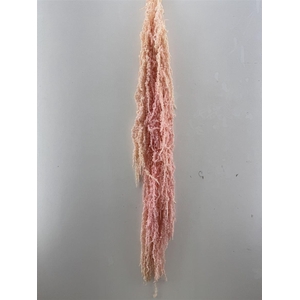 Pres Amaranthus Caud Pink Bunch