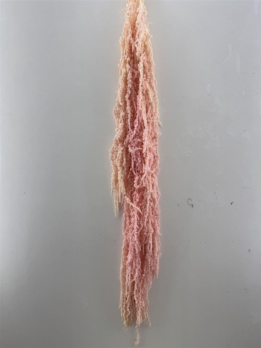 <h4>Pres Amaranthus Caud Pink Bunch</h4>