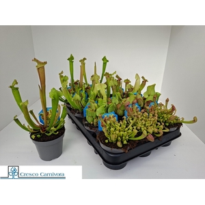 SARRACENIA OV