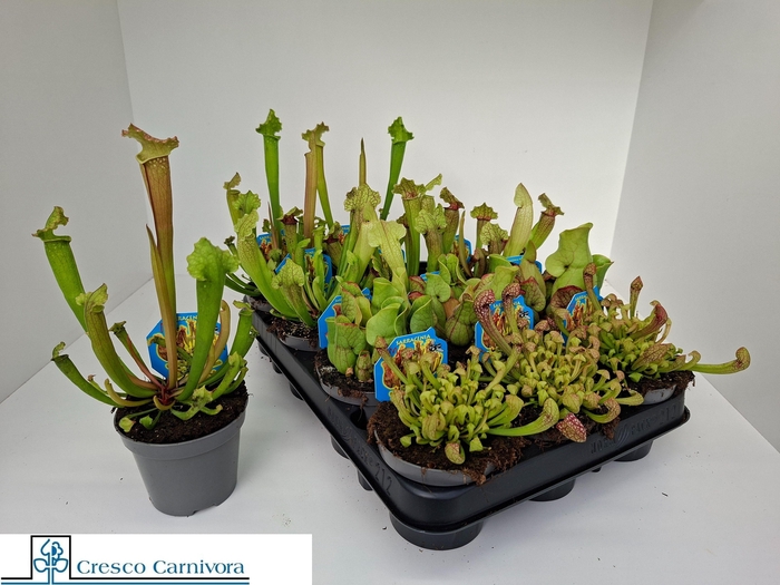 <h4>SARRACENIA OV</h4>