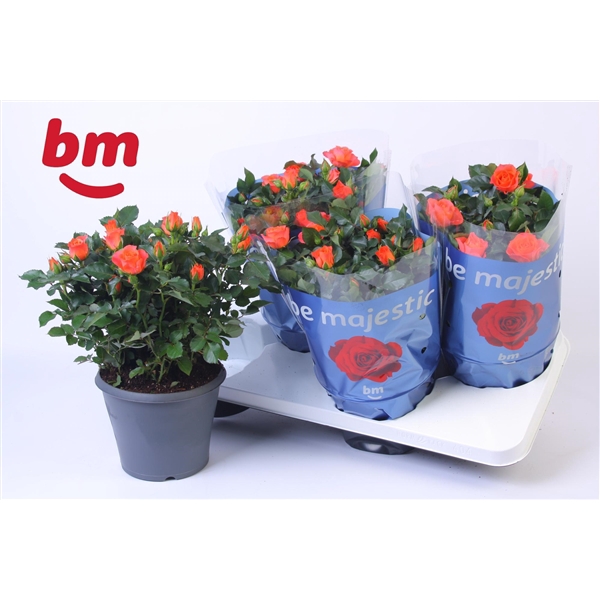 <h4>Rosa Jewel Patio Orange 17cm</h4>