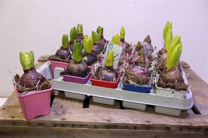 <h4>Hyacin Gem 4 Kl</h4>