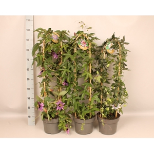 'Weekaanbieding; Zuil Passiflora Zuil 19 cm