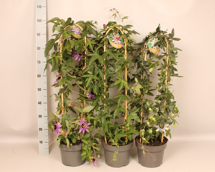 <h4>'Weekaanbieding; Zuil Passiflora Zuil 19 cm</h4>