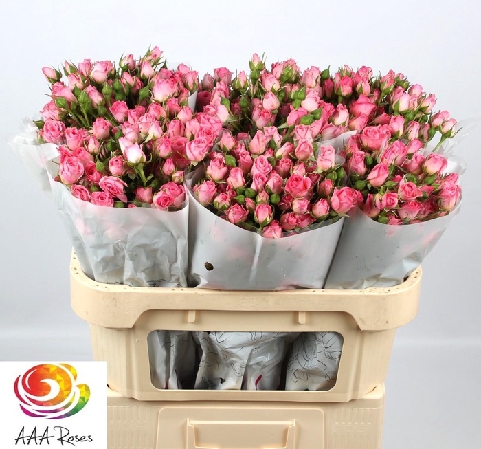 <h4>R TR NATHALIE</h4>