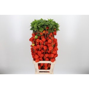 Physalis Overig