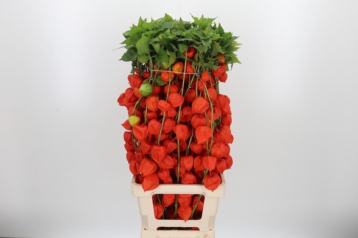 <h4>Physalis Overig</h4>