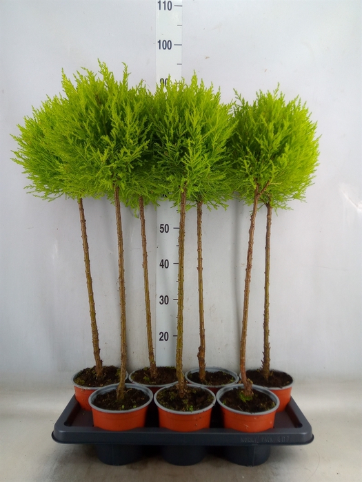 <h4>Cupressus macro. 'Goldcrest' .shape</h4>
