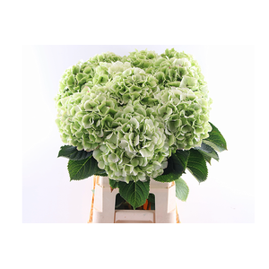 Hydr Verena Classic Green 40 cm Vicini