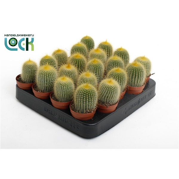 <h4>Cactus Leninghaussii</h4>