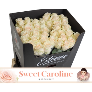 R GR SWEET CAROLINE EXTREME 70cm - JG