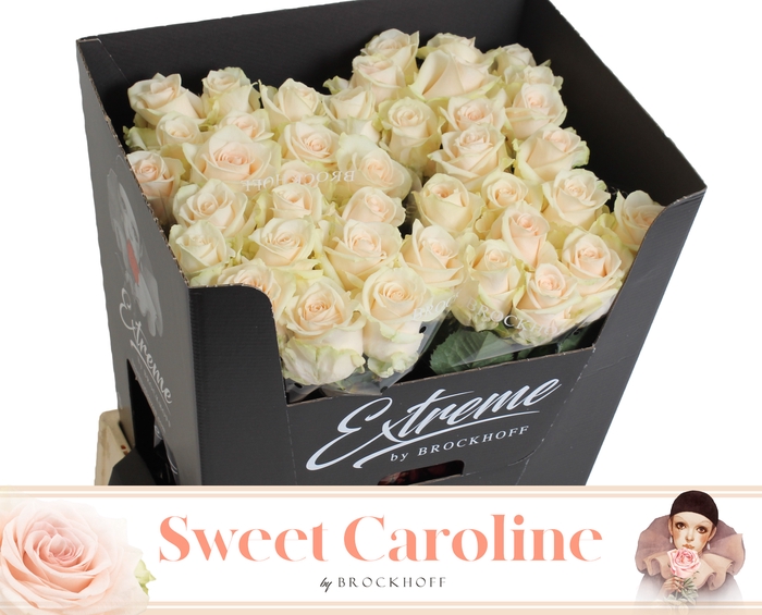 <h4>R GR SWEET CAROLINE EXTREME 70cm - JG</h4>