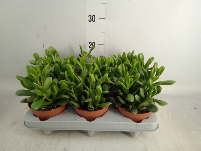 <h4>Crassula ovata 'Horn Tree'</h4>