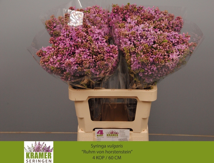 <h4>SYR V R V HORSTENST</h4>