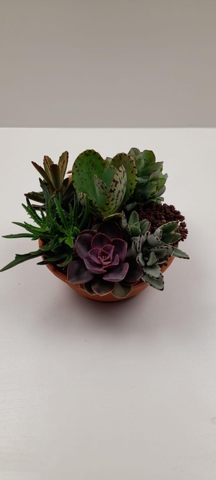 <h4>Succulenten mix in voorjaarss</h4>
