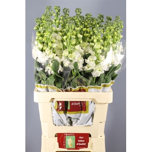 Matthiola Iron White