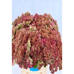 SEDUM SPECTABILE