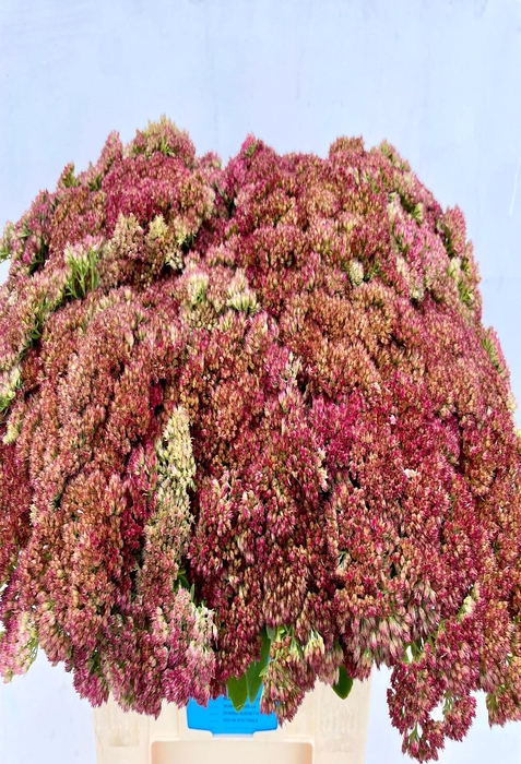 <h4>SEDUM SPECTABILE</h4>