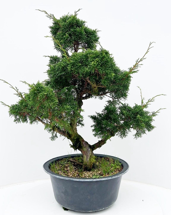 <h4>Juniperus chinensis, 30cm., in trainingspot</h4>