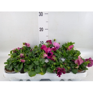 Viola wr. 'Evo Pink Shades'