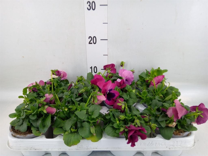 <h4>Viola wr. 'Evo Pink Shades'</h4>