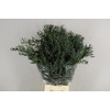 EUCA PARVIFOLIA