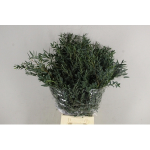 Eucalyptus Parvifoli