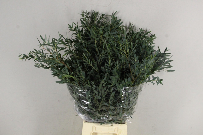 <h4>Eucalyptus Parvifoli</h4>
