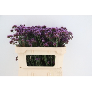 VERBENA OV