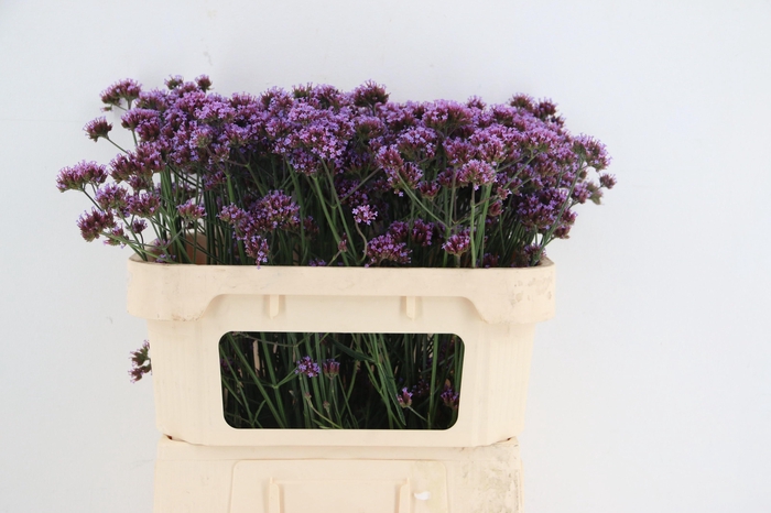 <h4>VERBENA OV</h4>